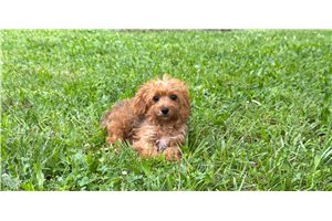 Kylie - Yorkiepoo - Yorkie Poo for sale