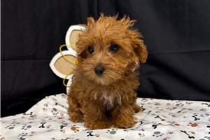 Kylie - Yorkiepoo - Yorkie Poo for sale