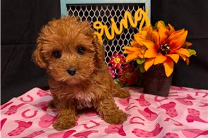 Kylie - puppy for sale