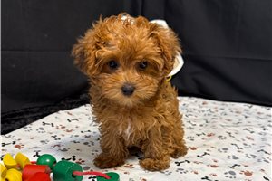 Katherine - Yorkiepoo - Yorkie Poo for sale
