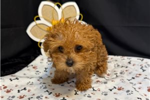 Kaylee - Yorkiepoo - Yorkie Poo for sale