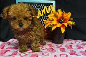 Kaylee - puppy for sale