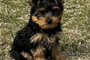 Mal - Yorkshire Terrier - Yorkie for sale