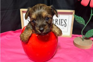 Yosef - Yorkshire Terrier - Yorkie for sale