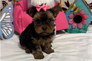 Giselle - Yorkshire Terrier - Yorkie for sale