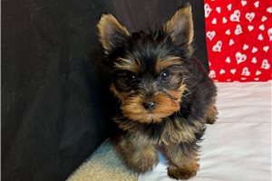 Mateo - Yorkshire Terrier - Yorkie for sale