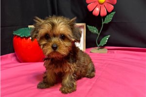 Alexis - Yorkshire Terrier - Yorkie for sale