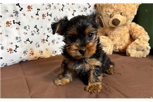 Michael - Yorkshire Terrier - Yorkie for sale