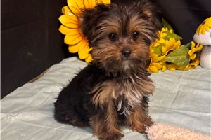 Morty - puppy for sale