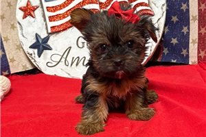 Millie - puppy for sale
