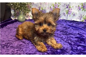 Iris - puppy for sale