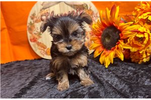 Donna - puppy for sale