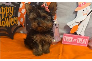 Giselle - Yorkie for sale
