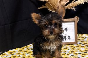 Merlin - Yorkshire Terrier - Yorkie for sale