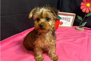 Addison - puppy for sale