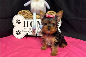 Dawn - Yorkshire Terrier - Yorkie for sale