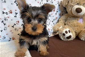 Malachi - Yorkshire Terrier - Yorkie for sale