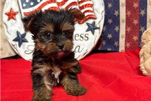 Morty - puppy for sale