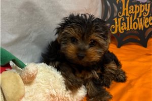 Kanaan - Yorkshire Terrier - Yorkie for sale