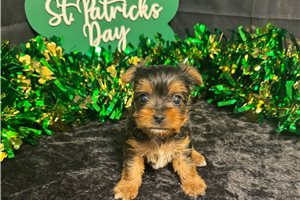 Dawn - Yorkshire Terrier - Yorkie for sale