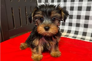 Rufus - Yorkshire Terrier - Yorkie for sale