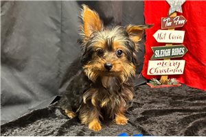 Hammy - Yorkshire Terrier - Yorkie for sale