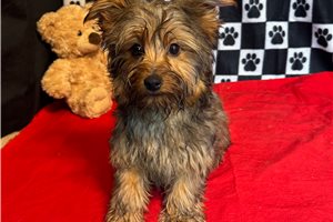 Isaac - Yorkshire Terrier - Yorkie for sale