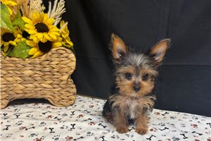 Dawn - Yorkshire Terrier - Yorkie for sale