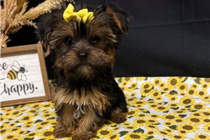 Millie - Yorkshire Terrier - Yorkie for sale