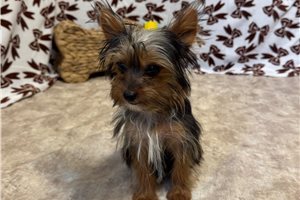 Merlin - Yorkie for sale