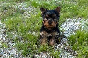 Mason - Yorkshire Terrier - Yorkie for sale