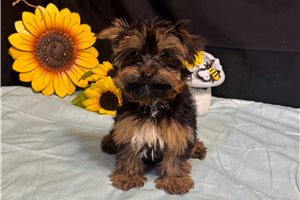 Moose - Yorkshire Terrier - Yorkie for sale