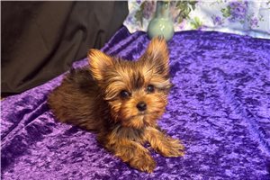 Rich - puppy for sale
