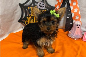 Karla - Yorkie for sale