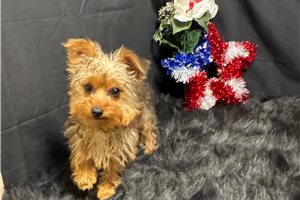 Addison - Yorkshire Terrier - Yorkie for sale