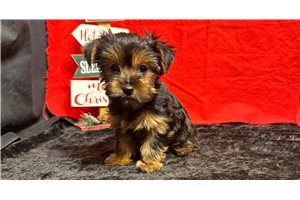 Drucilla - Yorkshire Terrier - Yorkie for sale