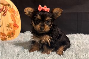 Karla - Yorkie for sale