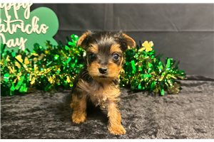 Delaney - puppy for sale