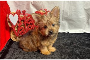 Nico - Yorkshire Terrier - Yorkie for sale