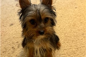 Merlin - Yorkshire Terrier - Yorkie for sale