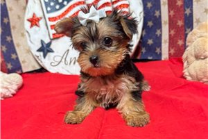 Maple - puppy for sale