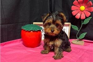 Aaron - Yorkshire Terrier - Yorkie for sale