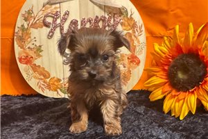 Dolly - puppy for sale