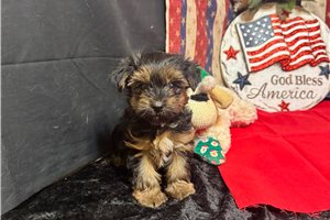 Moose - Yorkshire Terrier - Yorkie for sale