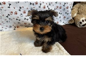 Mana - Yorkshire Terrier - Yorkie for sale