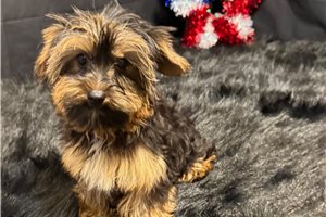 Moose - puppy for sale