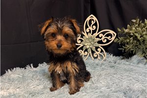 Aaron - Yorkshire Terrier - Yorkie for sale