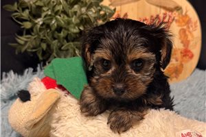Kanaan - Yorkie for sale