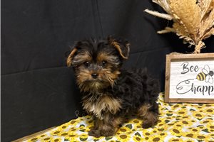 Morty - Yorkshire Terrier - Yorkie for sale