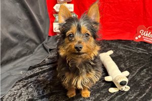 Hanson - Yorkshire Terrier - Yorkie for sale